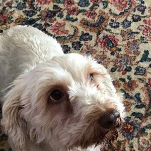 Meet your Posher, Charles